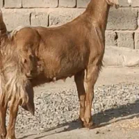 بز افغان جوان درشت هیکل بسیار پرشیر مکان جیرفت