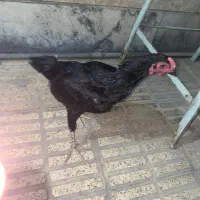 خروس کوشامو