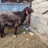 بره نر چاق