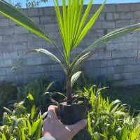 نهال پالم واشنگتون تنه قرمز آناناسی