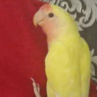 جوجه آگهی  دو ماه  زرد