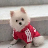 پامر خرسی عروسک خاص