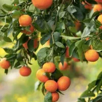 500 کیلو نارنج