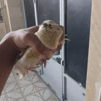 بلدرچین بالغ تخم گذار