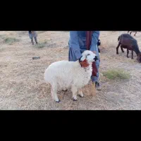 کاور ( بره ماده)۱۴ماهه چاق و چله