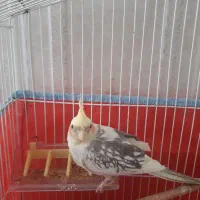 عروس هلندی