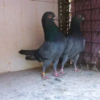 کفتر پرشی پتی واله تهرانی انگلیسی