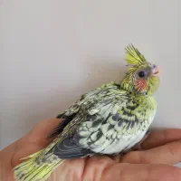 جوجه عروس هلندی