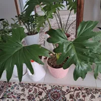 گل طبیعی برگ انجیری