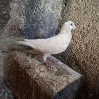 دو جفت طاووسی