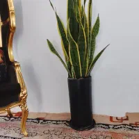 حراج محدود گل وگیاه