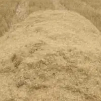 کاه گندم دیم