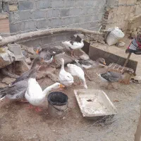 غاز|حیوانات مزرعه|شیروان (خراسان), |دیوار