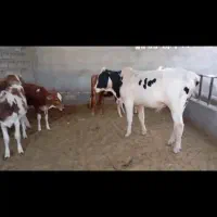 فروش گوساله نر وماده مسلم جابری اسماعیل شریفات