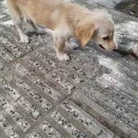 سگ.پاکوتاه‌نر