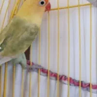 طوطی بریزیلی ماده