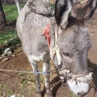 الاغ ماده جوان