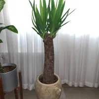 درختچه یوکا بنسای تنه درختی ریشه پرس از ۴۰۰