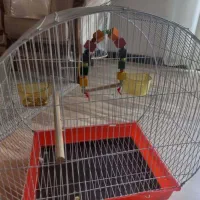 قفس|لوازم جانبی حیوانات|شیراز, شیخ روزبهان|دیوار