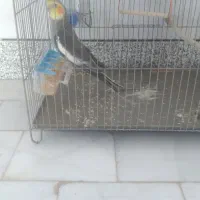 عروس هلندی بالغ