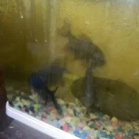 چهار تا ماهی پیرانا سینه سرخ بدون پولک