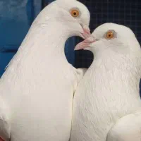 کبوتر پتی والا تیدی اصل بالا ده ساعت