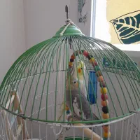 عروس هلندی