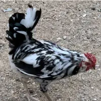 جوجه  گلین