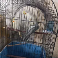 پرنده