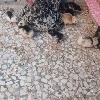 مرغ