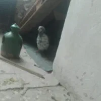 کفتر سیاه سفید کاکلی نر و ماده سرخ کاشونی.