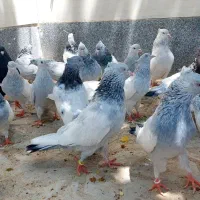 سینه الماسی سینه ابی سبز سینه سیاه سینه سرخ کبوتر