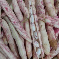 لوبیا چیتی تازه