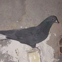 کفتر