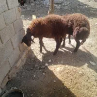 دوراس بره نر همو افشار نیم لخت فروشی در قوچان