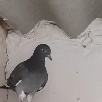 کبوتر .جوجه کفتر