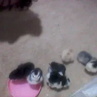 بوقلمون با7تاجوجه مرغ نژادگلین
