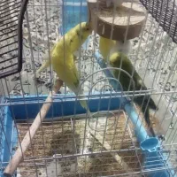 مرغ عشق