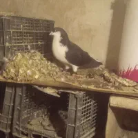 فروش‌فوری‌کبوتر
