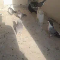 سیاه پشت وپور