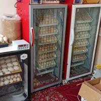 کرایه دستگاه جوجه کشی