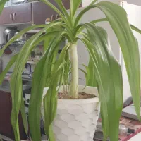 گل اشک ملکه