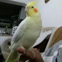 عروس هلندی