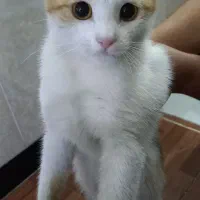واگذاری گربه