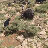 فروش بز به همراه بیگ