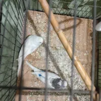 یک جفت مرغ عشق