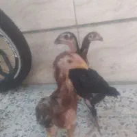 جوجه لاری اصیل