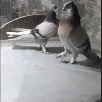 کبوتر