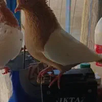 قزوینی ماده