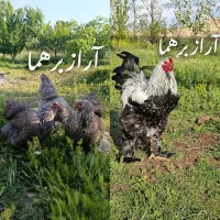 فروش ویژه تخم نطفه دار برهما